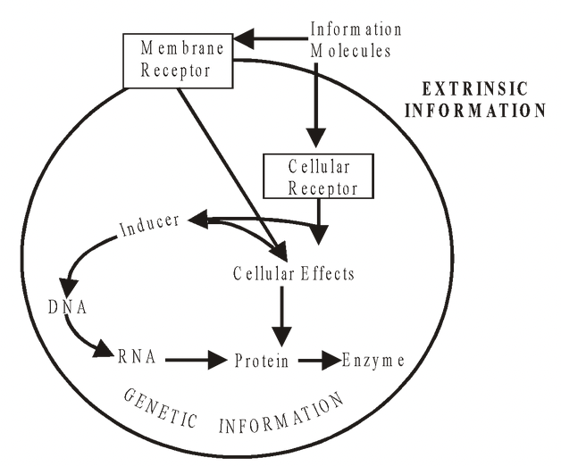 The Flow Of Genetic Information In A Cell Goes From Flow of Information